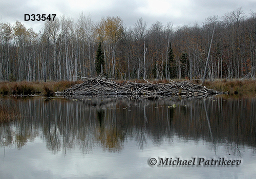 North American Beaver (Castor canadensis), lodge